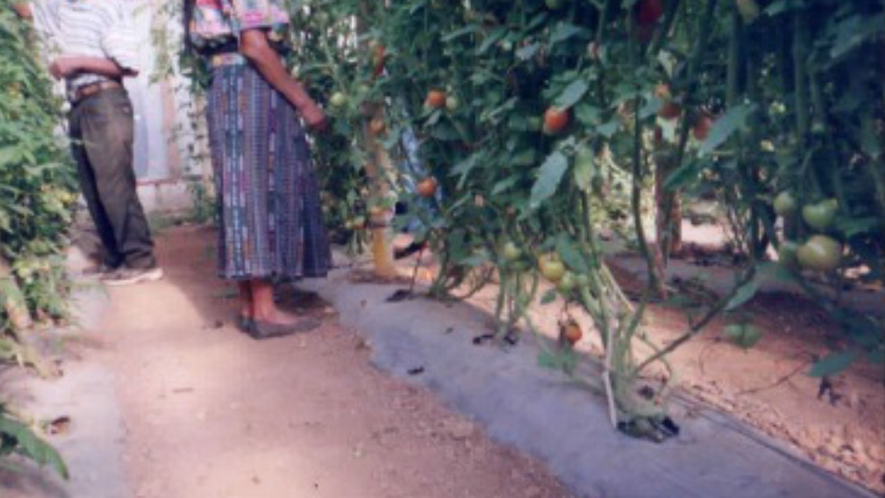 Generación-De-Ingresos-Guatemala