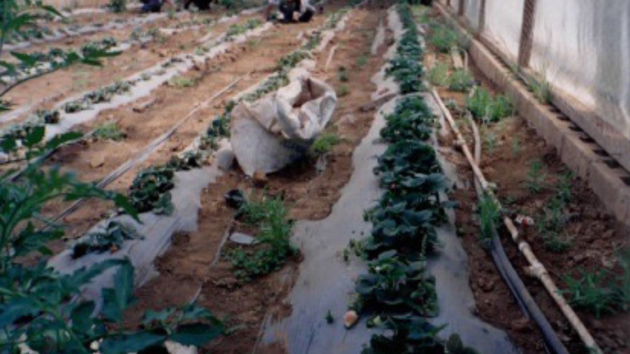 Proyectos-De-Generación-De-Ingresos