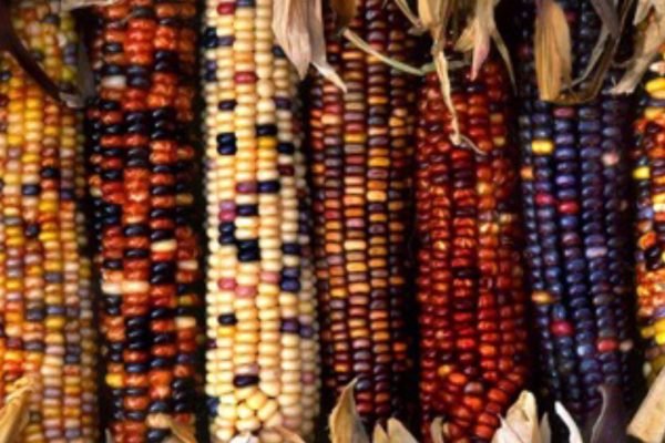 mejoramiento-y-conservacion-de-maices-criollos