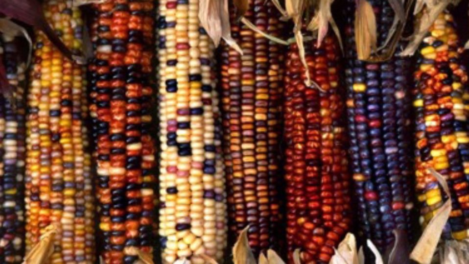 mejoramiento-y-conservacion-de-maices-criollos