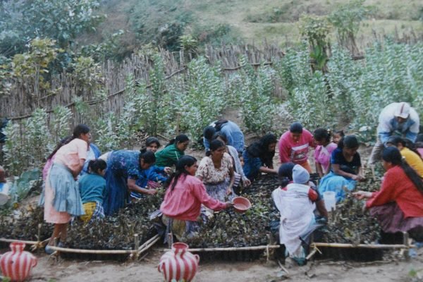 Viveros Agroforestales Guatemala