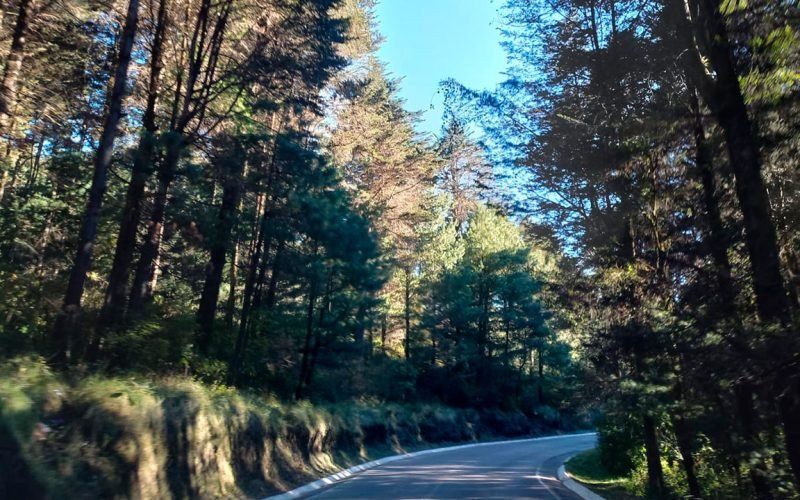 Protección-de-bosques-microcuencas-Tzunama