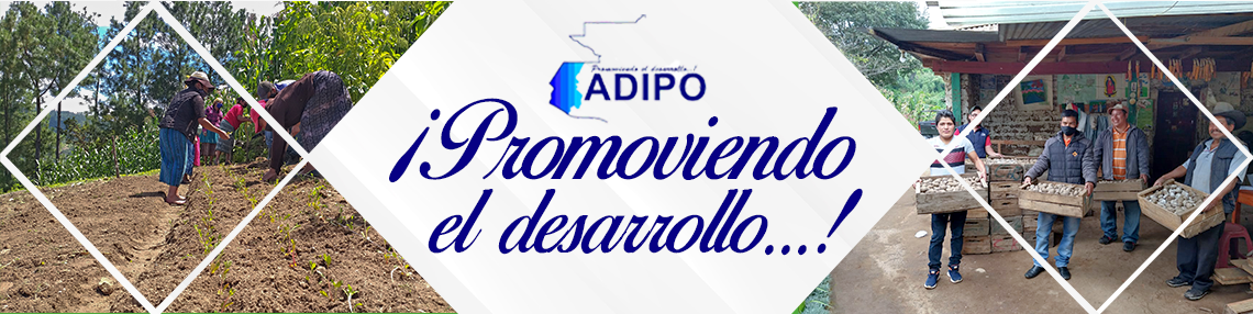 banner adipo banner adipo